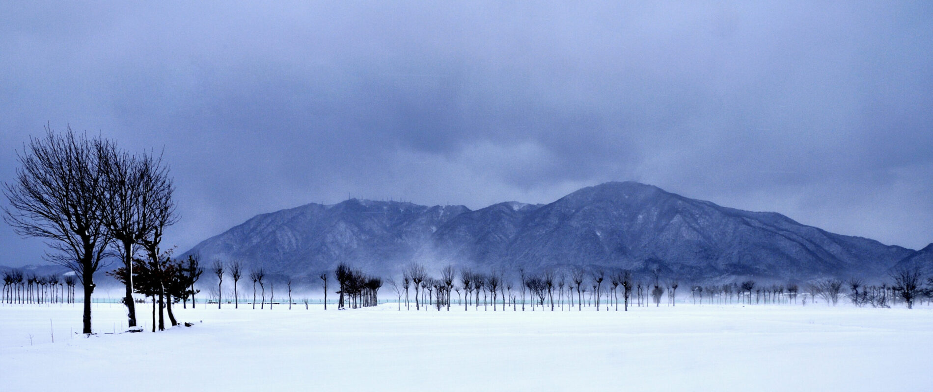 冬のはさぎ並木 新潟市西蒲区/岩室・夏井地区